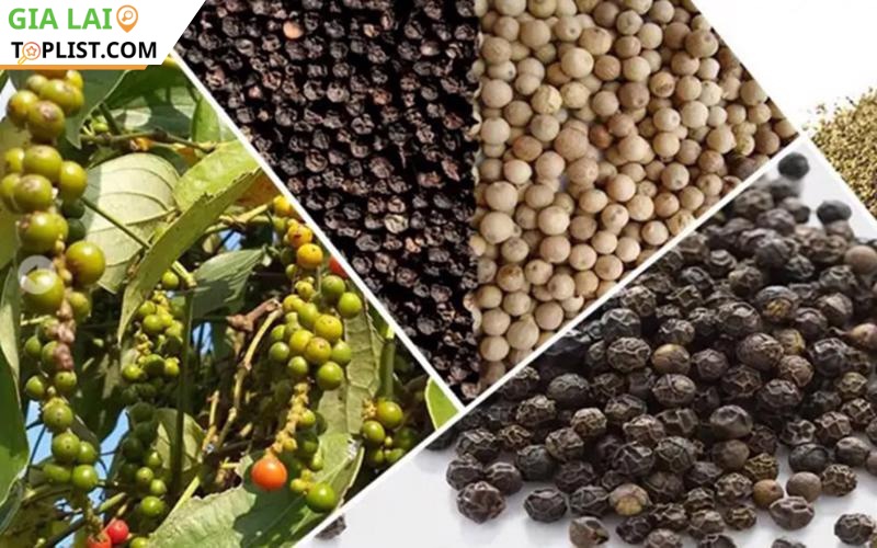 Hạt tiêu Gia Lai cay nồng đặc trưng