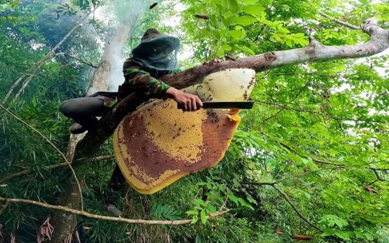 Mật ong rừng nguyên chất Gia Lai