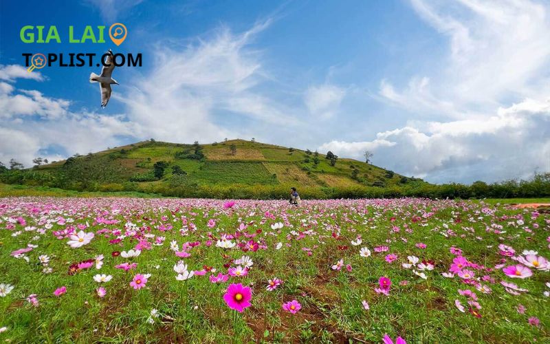 Thời điểm lý tưởng để ghé thăm Gia Lai